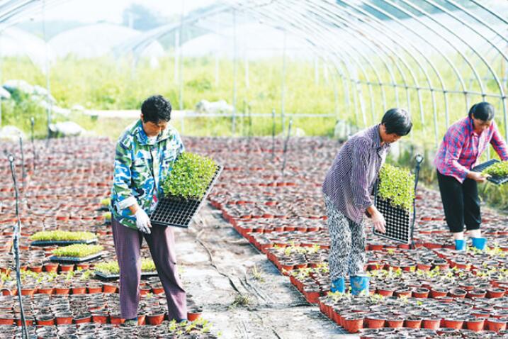 花卉种植基地位置 W020200803575394694328.jpg